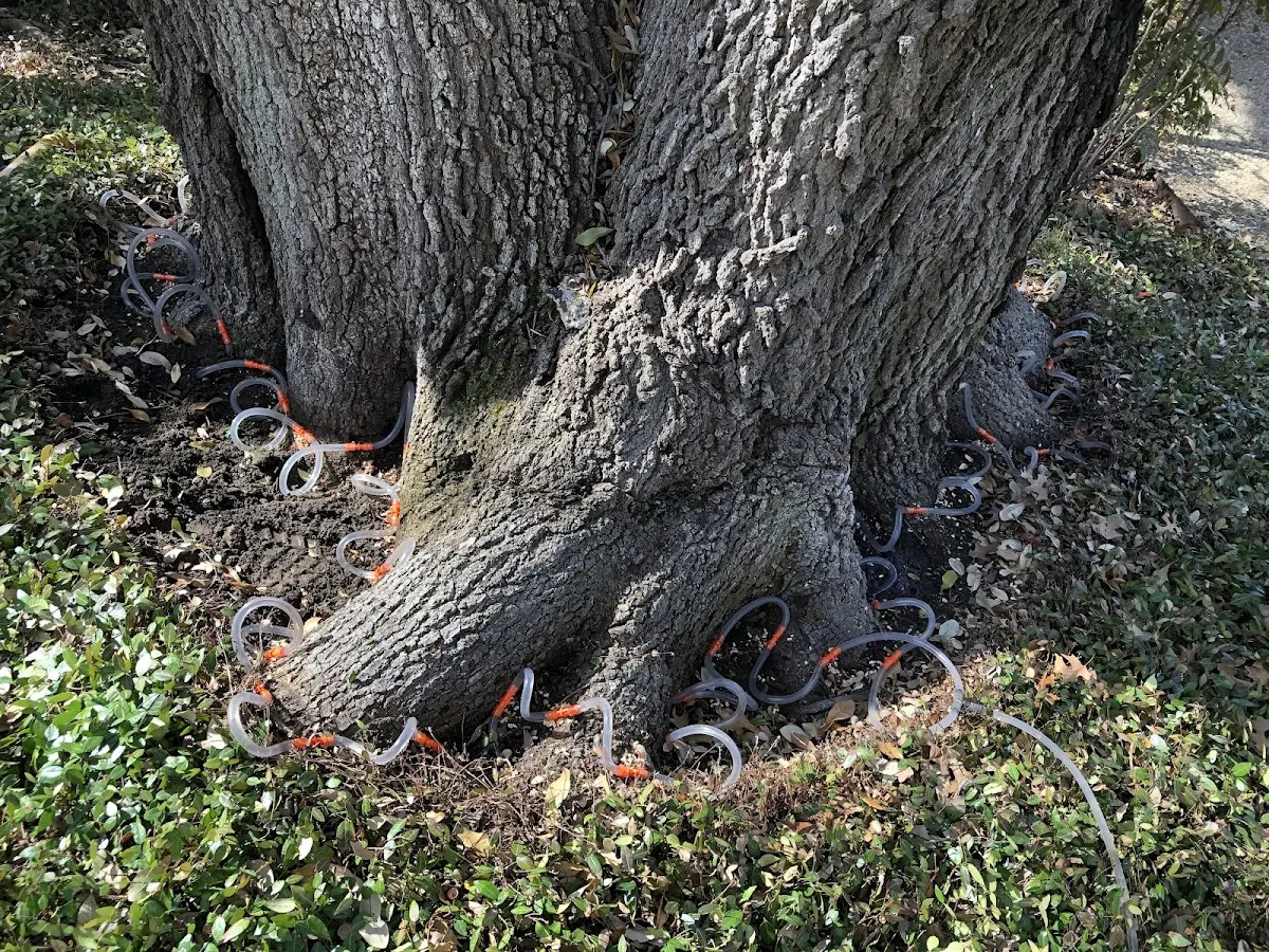 Detailed Tree Cabling and Bracing job site in Garrettsville