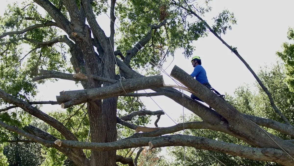 Professional Hazardous Tree Removal performed by certified arborists in Garrettsville