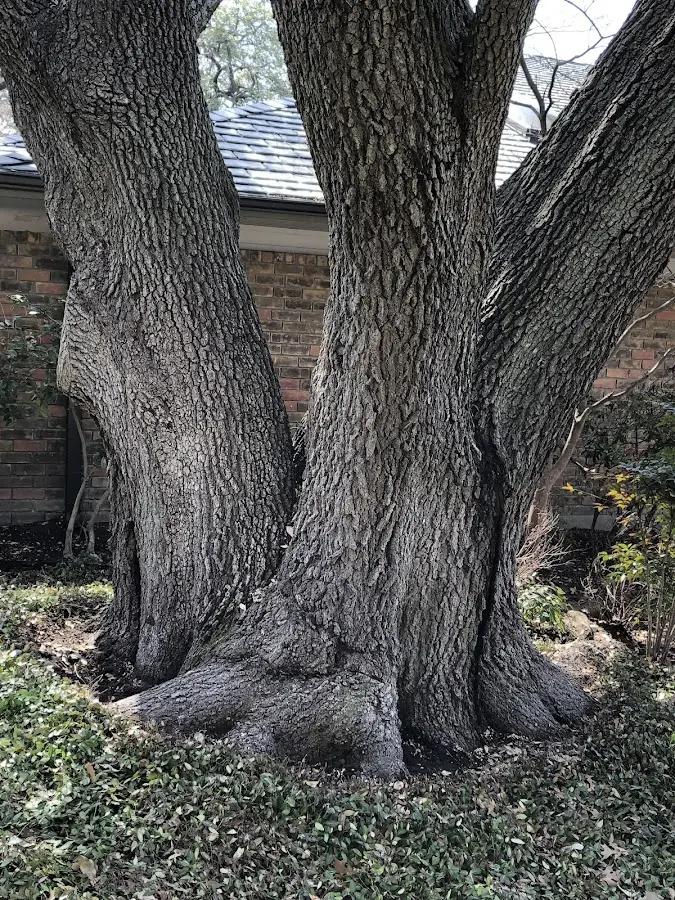 Mature heritage tree close to a Garrettsville property cared for by certified arborists